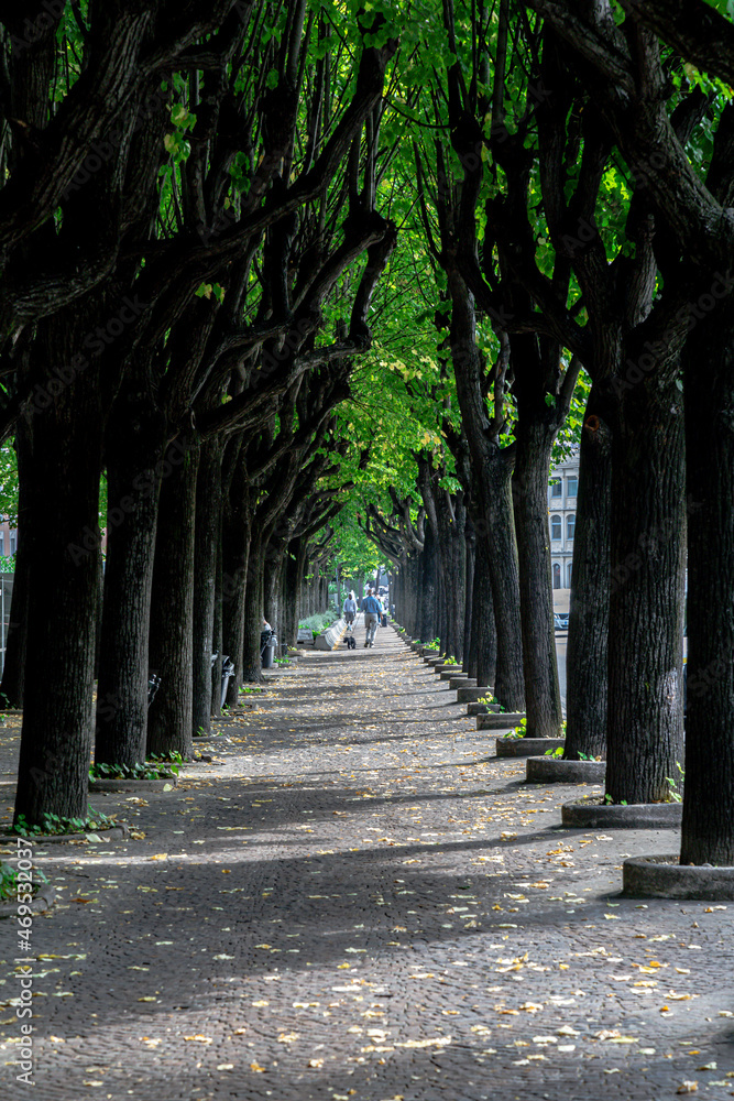 Fototapeta premium path in the park