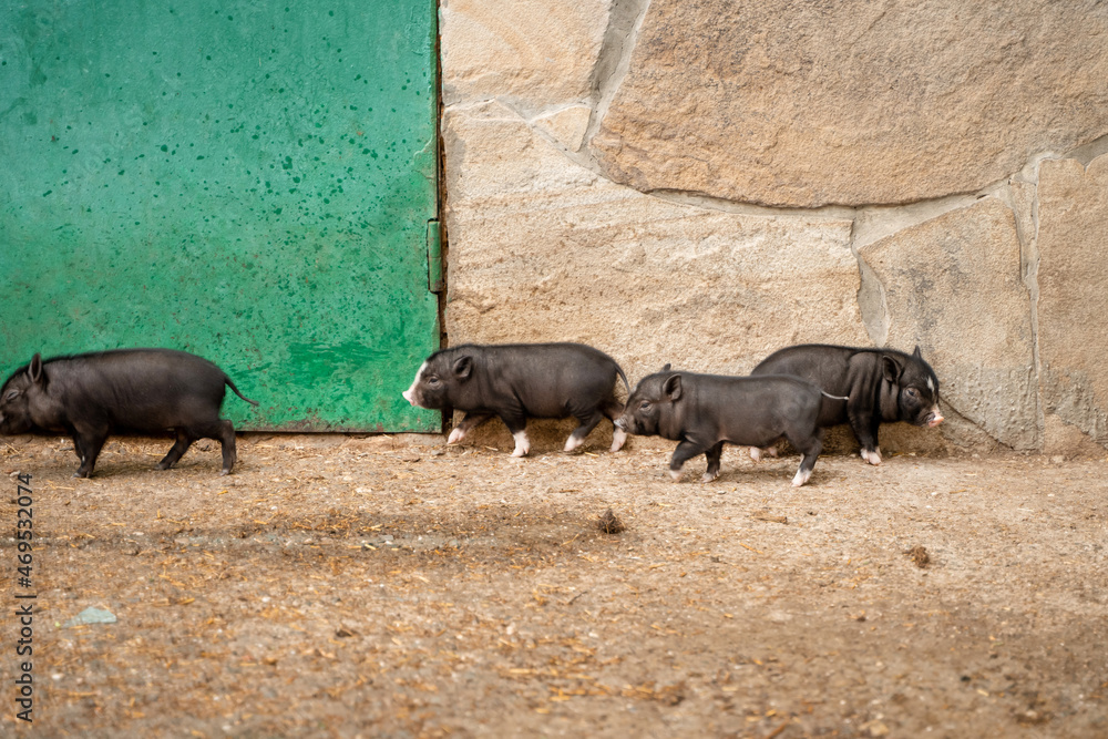 Lots of little black piglets, baby mini pig Lots of little black piglets, baby mini pig