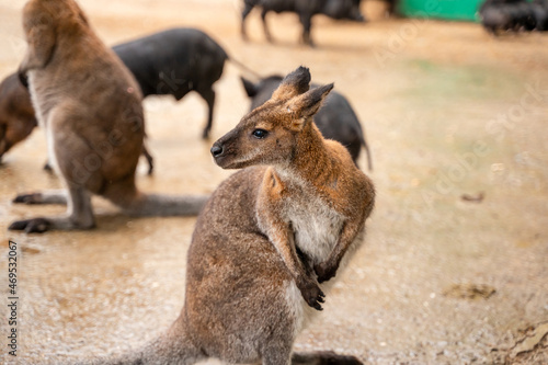 Portrait of a small kangaroo in the zoo, cute nose close-up. Selective focus