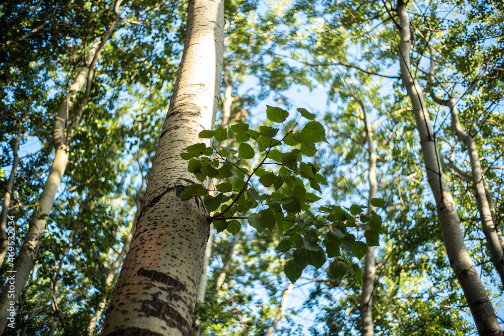 Obraz premium tree in the forest