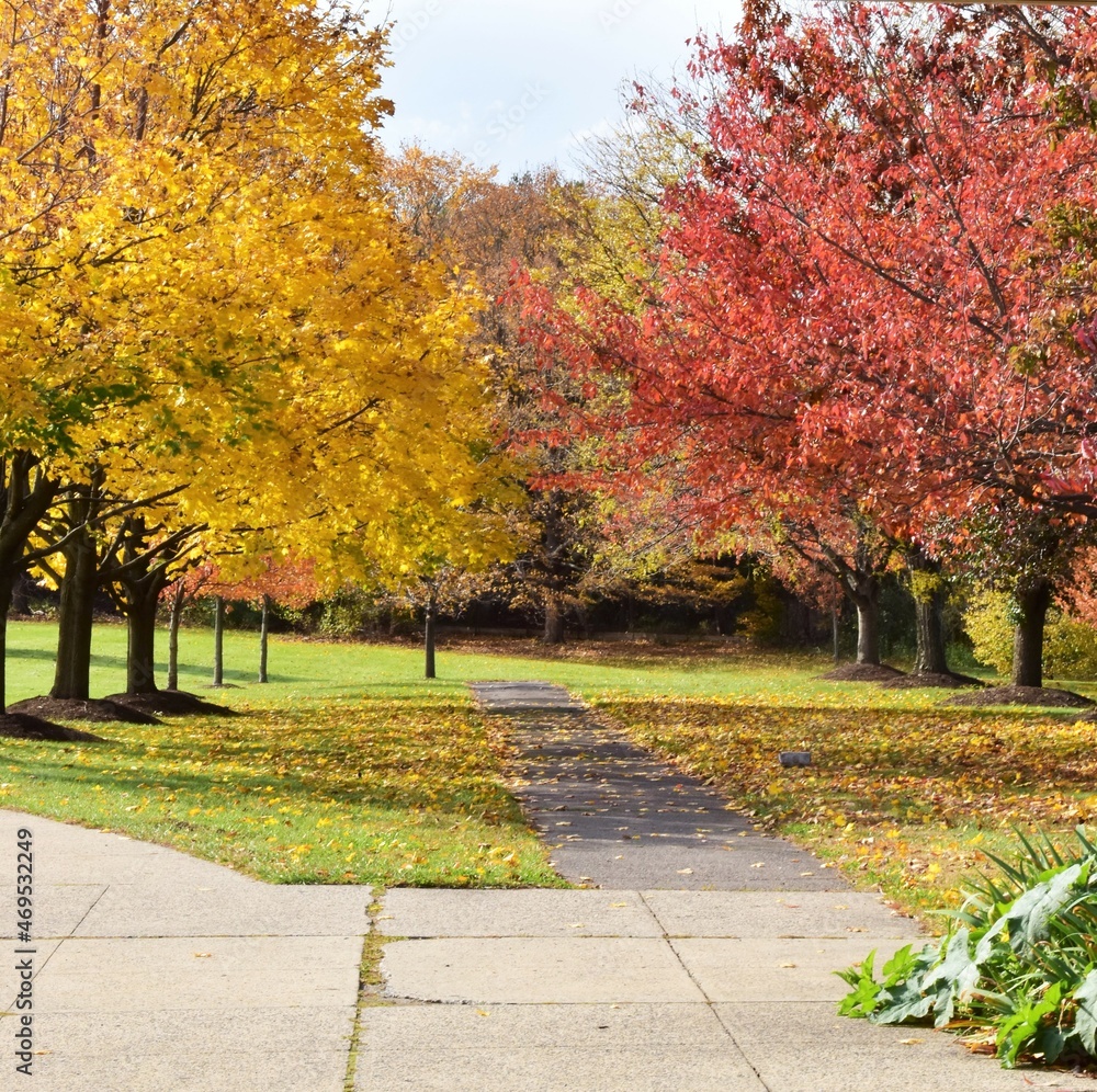 Naklejka premium Autumn leaves in the park