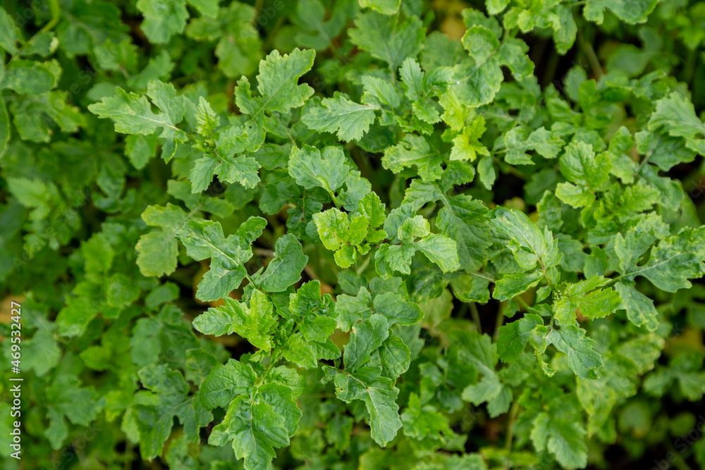 Mustard sprouts grown for organic fertilizer green manure siderates Mustard sprouts grown for organic fertilizer green manure siderates