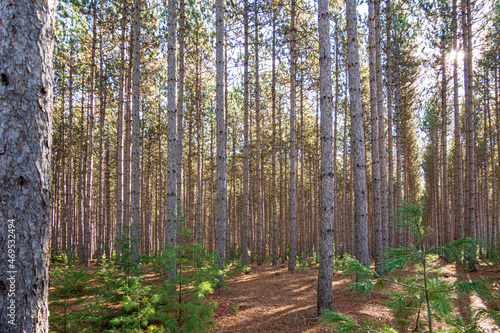 Red pines in a plantation are backlit by the sun.  Shot in the Ottawa Valley of Ontario  Canada in November.