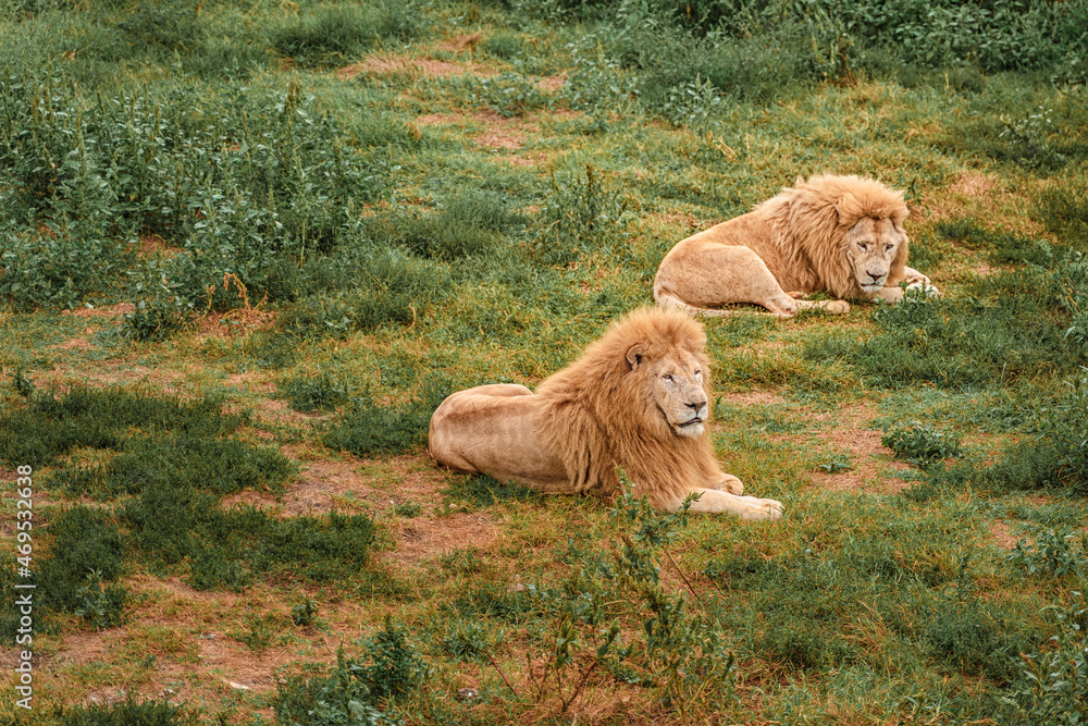 Naklejka premium Lions are resting on the grass