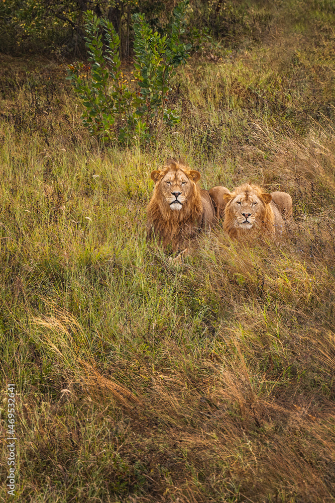 Naklejka premium Lions are resting on the grass