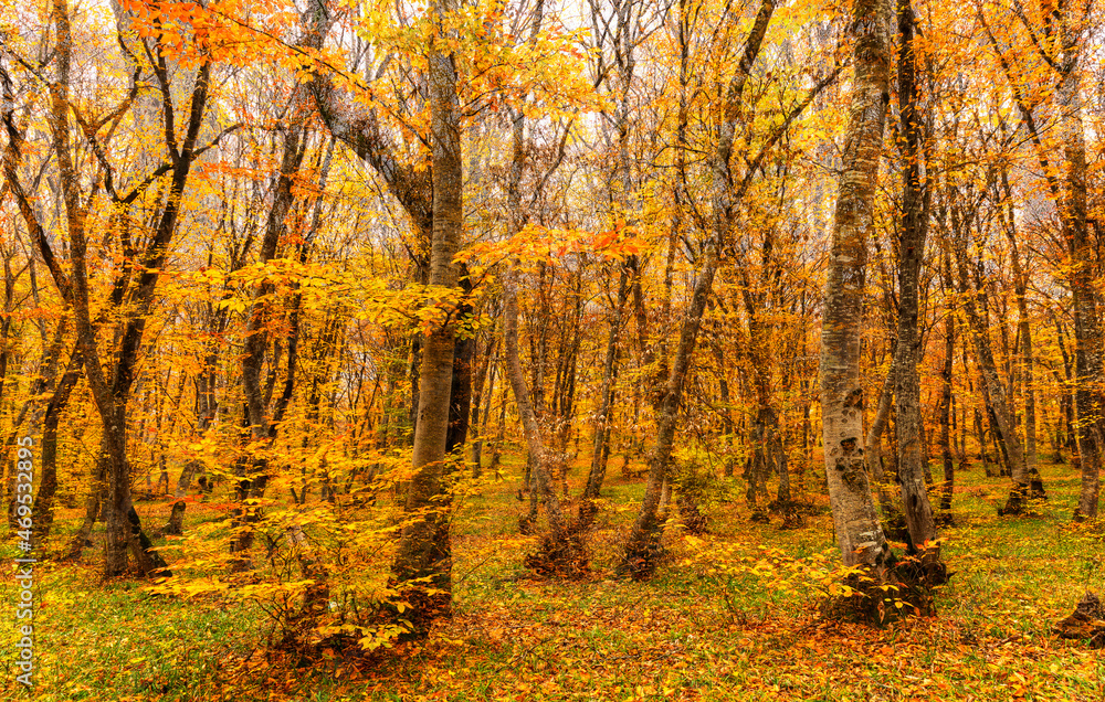 Obraz premium Autumn colors in the forest in November