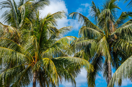 Wallpaper Mural Palm trees with coconuts against blue sky. Tropical trees on island, blue sky as background. High quality photo Torontodigital.ca