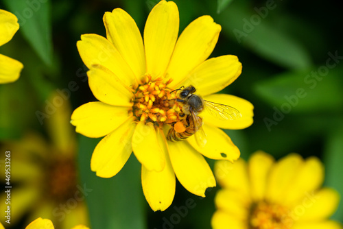 yellow flower