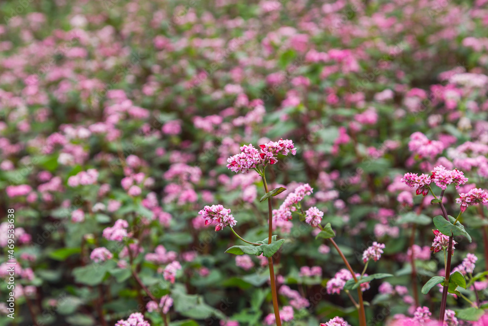 Red buckwheat flowers on the field. Buckwheat field on a summer sunny day. Red buckwheat flowers on the field. Buckwheat field on a summer sunny day.