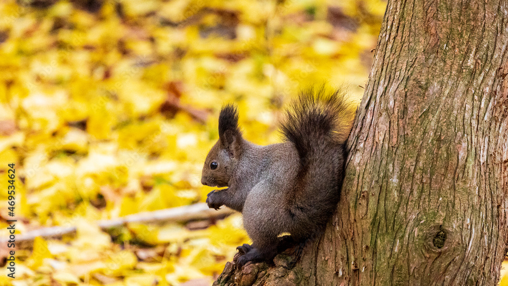 Obraz premium エゾリスの食事シーン
