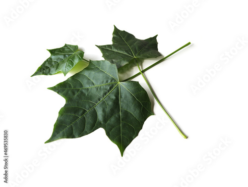 Fresh green chaya leaves stacked on a white background. Isolated.