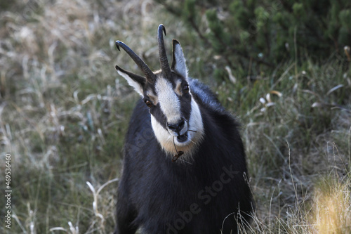 Fototapeta Naklejka Na Ścianę i Meble -  Tatry