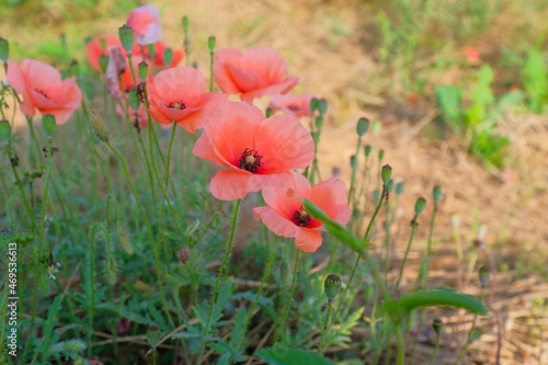 Red poppies in a field with natural light, soft focus.