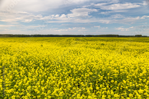 Agricultural field and mustard flowers © Olga