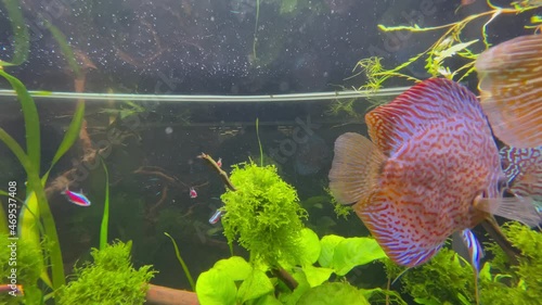 aquarium gros poisson