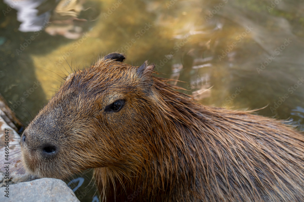 Farm, cute, capybara, bath