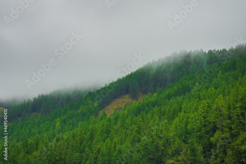 Foggy atmospheric green forest landscape with firs in mountains. Minimalist scenery with edge coniferous forest in light mist. Alpine tranquil landscape at early morning.