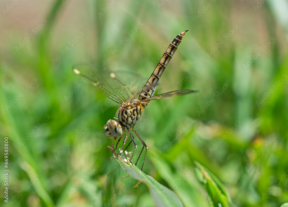 Closeup detail of wandering glider dragonfly on grass Closeup detail of wandering glider dragonfly on grass
