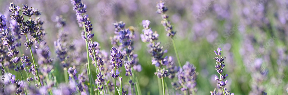 Closeup of purple lavender flowers in garden Closeup of purple lavender flowers in garden