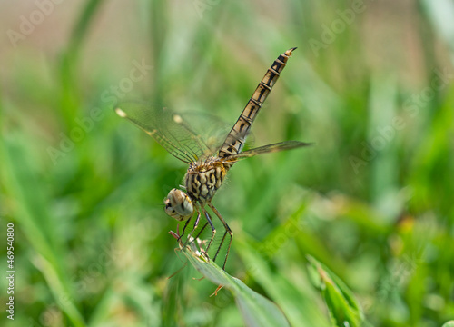 Closeup detail of wandering glider dragonfly on grass