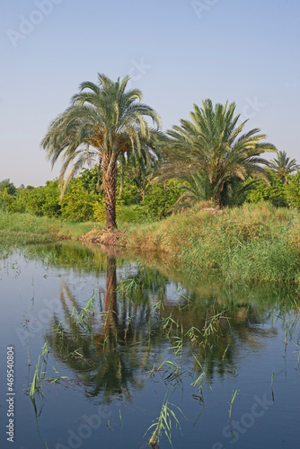 Tropical date palm trees on river bank with reflection