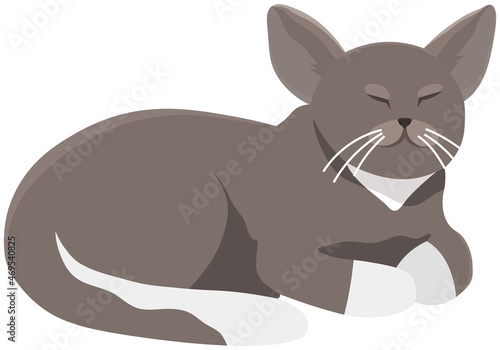Cute cartoon kitty with gray colored fur lies with closed eyes  nice pet vector illustration on white background. Pet cat shorthair home kitten is slipping  domestic animal with mustache and tail