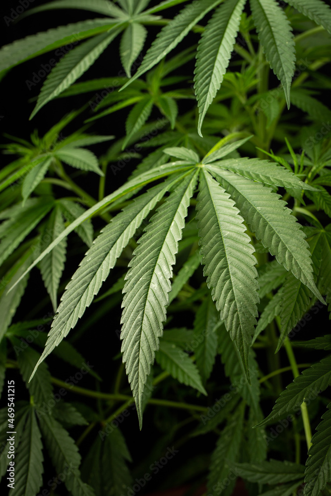 Marijuana leaves, cannabis on a dark background, beautiful background, indoor cultivation Marijuana leaves, cannabis on a dark background, beautiful background, indoor cultivation