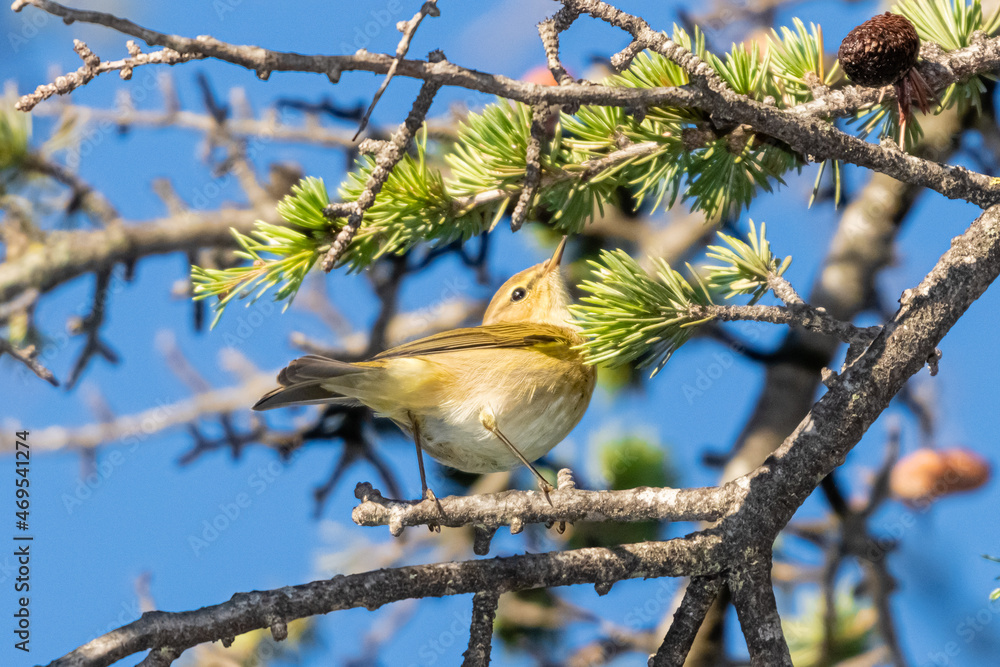 Fototapeta premium Yellow-browed Warbler perched on a tree branch