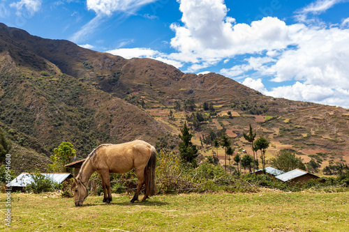 Beautiful Andean horse grazing the field with the mountains in the background.