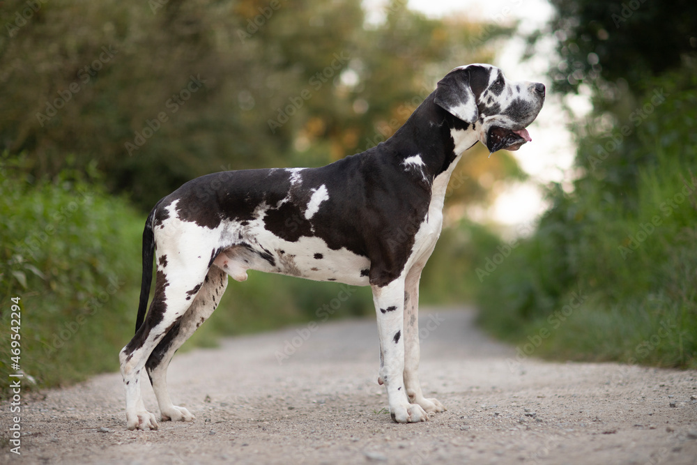 Great Dane Harlequin dog outdoor portrait standing 