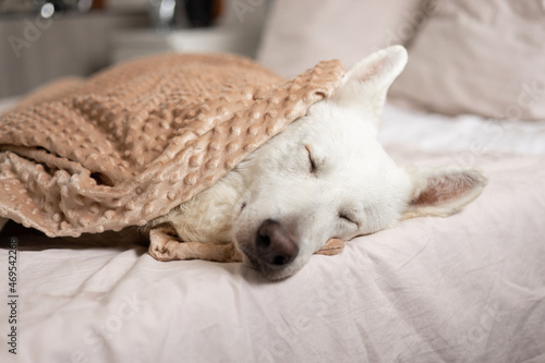 White Dog sleeping in blanket - Chien blanc qui dort dans une couverture