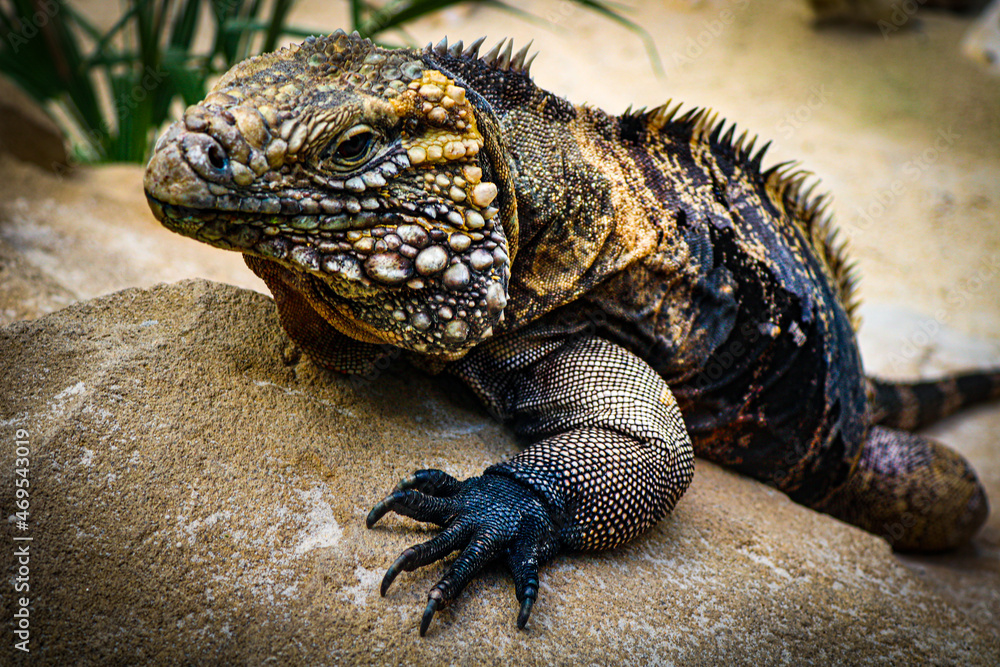 Obraz premium Leguan