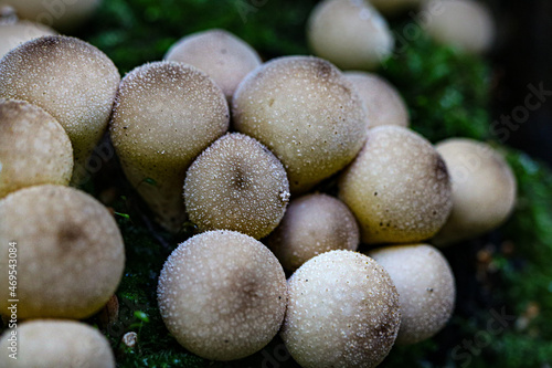 mushrooms on a tree