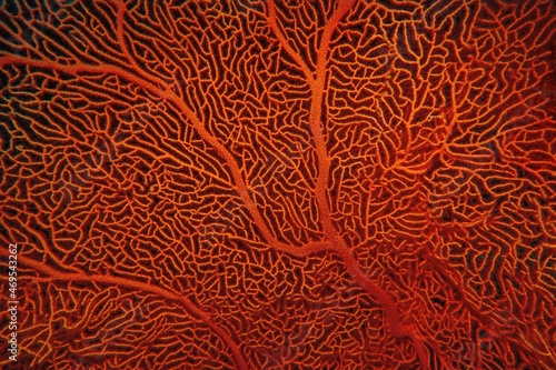 Organic texture of Red Sea Fan or Gorgonia coral (Annella mollis). Abstract background