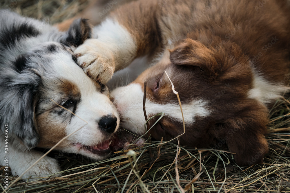 Little Australian Shepherd puppies have fun outside in countryside
