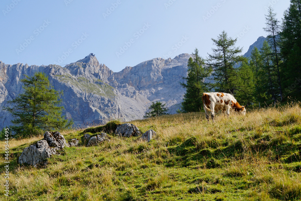 a cow grazing in the Austrian Alps of the Dachstein region (Neustatt valley, Styria in Austria)