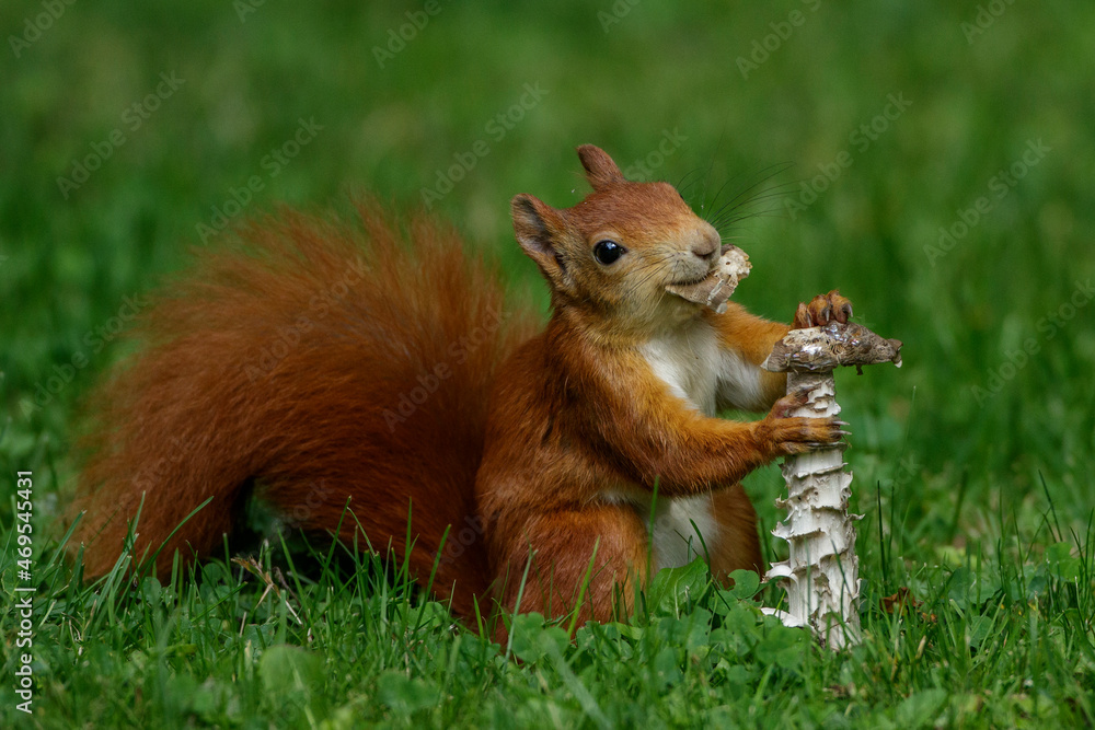 Eichhörnchen (Sciurus vulgaris) frisst Pilz Eichhörnchen (Sciurus vulgaris) frisst Pilz
