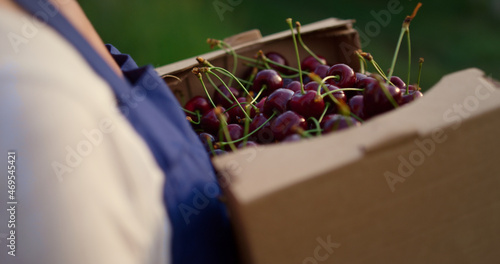 Obraz na plátně Agribusiness owner holding cherries crop eco production in organic fruit crate