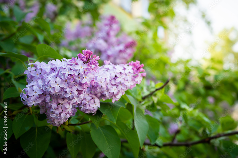 Lilac spring flowers bouquet purple background art design. Lilac spring flowers bouquet purple background art design.