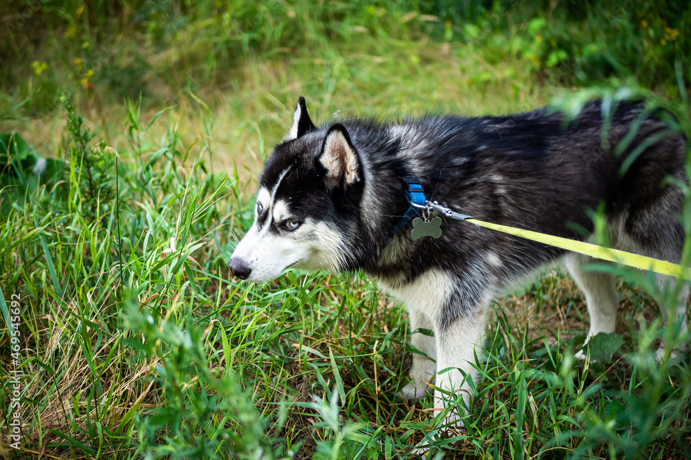 A black and white Siberian husky walking on a summer field.