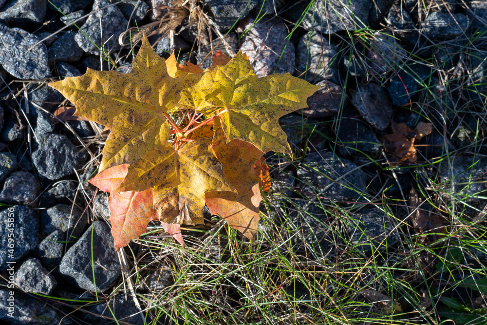 Photo of yellow and orange fallen maple leaves on stones and green grass. Abstract and nature concept
