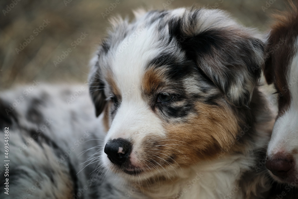Portrait in profile of purebred puppy close up. Kennel of Australian shepherds. Aussie blue Merle puppy with intelligent eyes looks carefully to side.