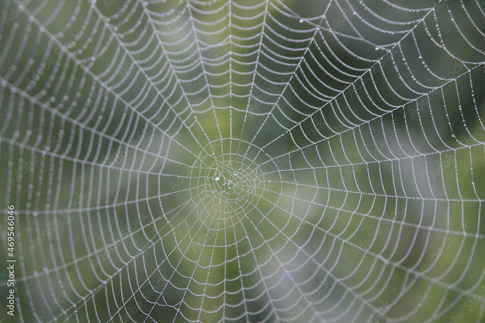 Spiderweb with drop of dew.
Macro Nature Spiderweb Background Texture. Spiderweb with drop of dew.
Macro Nature Spiderweb Background Texture.