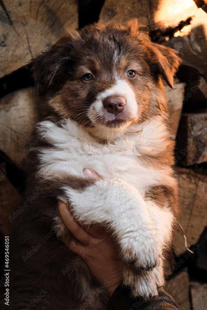 Human breeder of pedigreed dogs holds puppy of Australian shepherd of red tricolour in arms. Show and demonstrate little aussie dog. Village puppy on background of logs. Human breeder of pedigreed dogs holds puppy of Australian shepherd of red tricolour in arms. Show and demonstrate little aussie dog. Village puppy on background of logs.