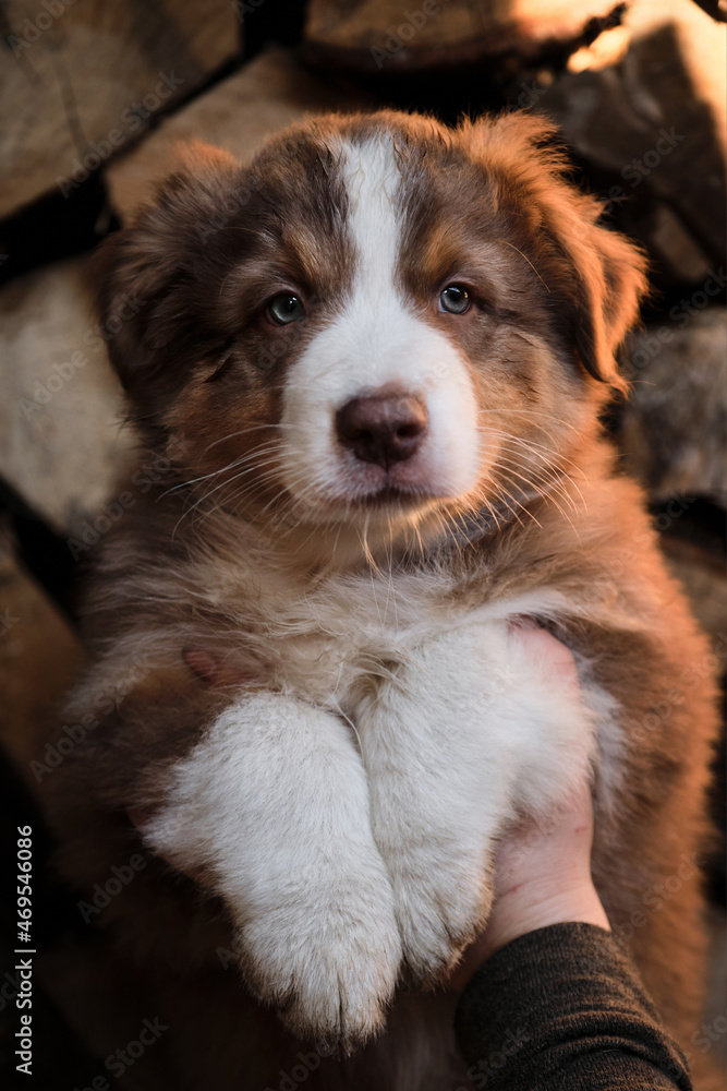 Human breeder of pedigreed dogs holds puppy of Australian shepherd of red tricolour in arms. Show and demonstrate little aussie dog. Village puppy on background of logs.