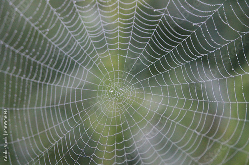 Spiderweb with drop of dew. Macro Nature Spiderweb Background Texture.
