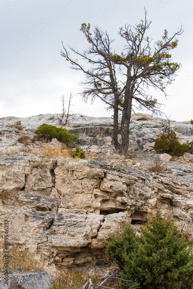 Prairie landscape at Mammoth Hot Springs, Yellowstone National Park Prairie landscape at Mammoth Hot Springs, Yellowstone National Park