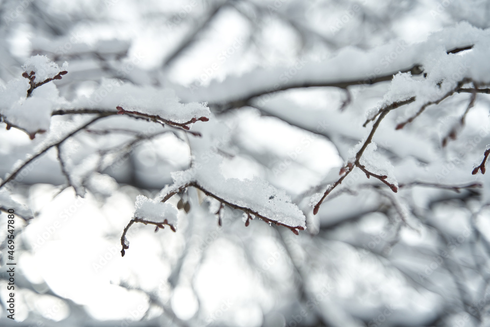 Snow covered tree branch in winter forest