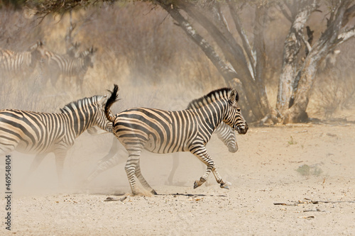 Alert plains zebras  Equus burchelli  running on dusty plains  South Africa.