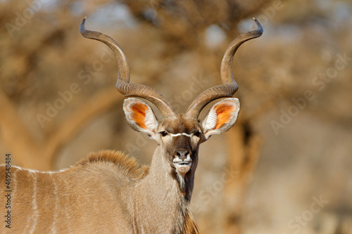 Portrait of a big male kudu antelope (Tragelaphus strepsiceros), South Africa. photo